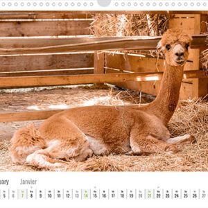 Daniels-kleine-Farm-Alpaka-Wandkalender-2024-Januar