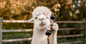 Daniels-kleine-Farm-Neue-Telefonzeiten