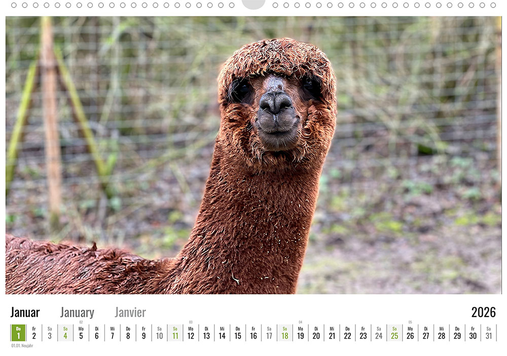 Daniels kleine Farm Alpaka Wandkalender 2026 – Bild 12