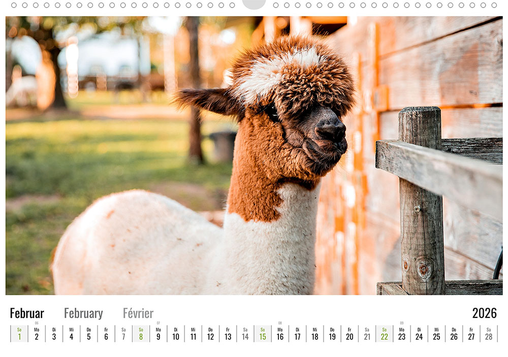 Daniels kleine Farm Alpaka Wandkalender 2026 – Bild 11