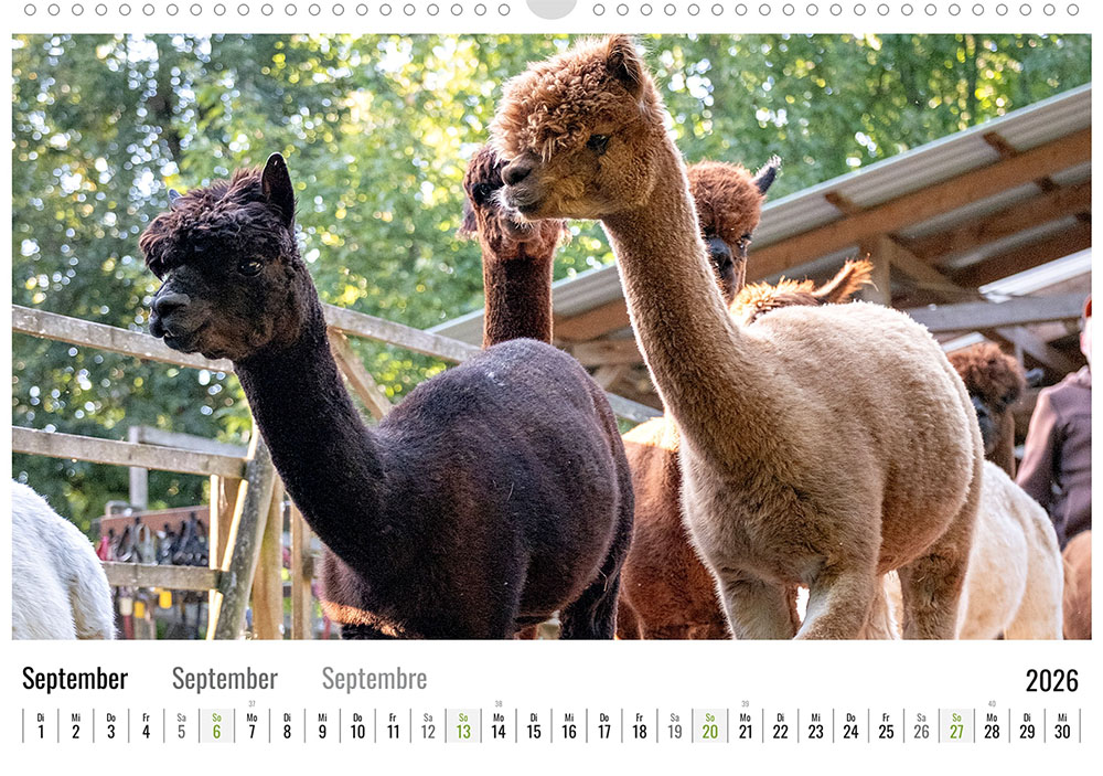 Daniels kleine Farm Alpaka Wandkalender 2026 - September