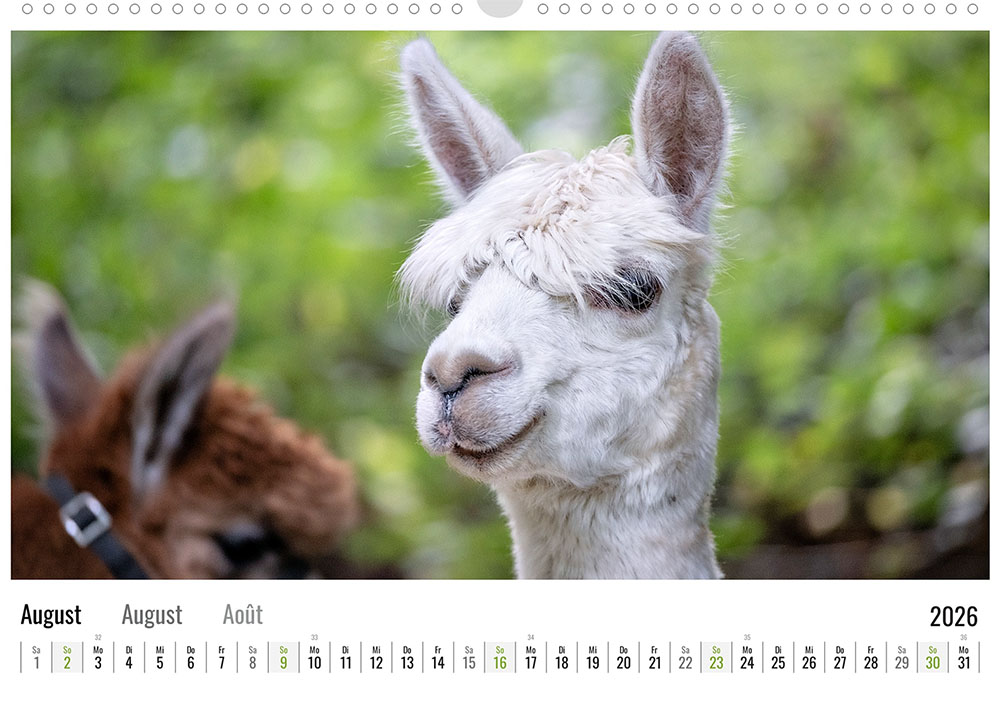 Daniels kleine Farm Alpaka Wandkalender 2026 - August