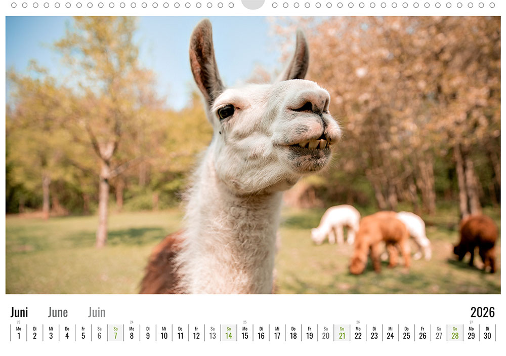 Daniels kleine Farm Alpaka Wandkalender 2026 - Juni