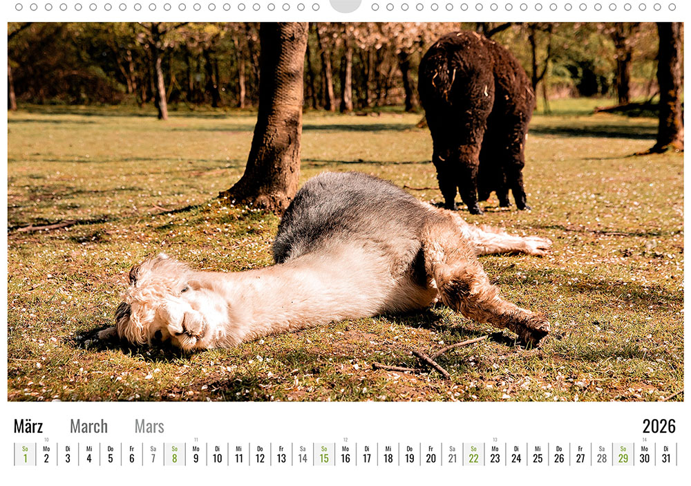 Daniels kleine Farm Alpaka Wandkalender 2026 - März
